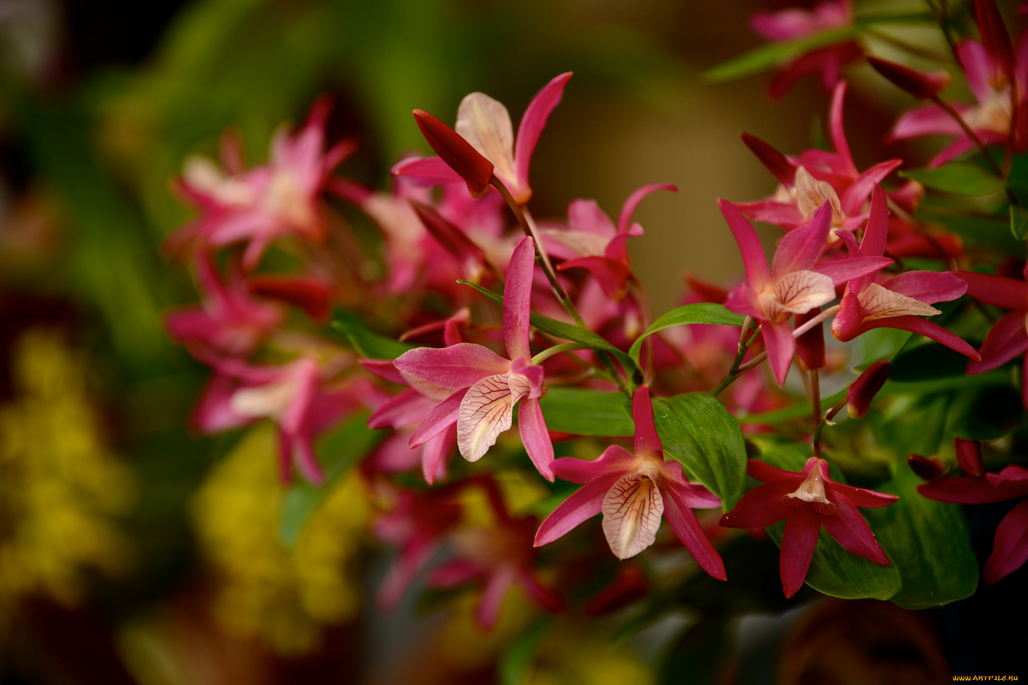 , , flowers, flowering, orchids, 